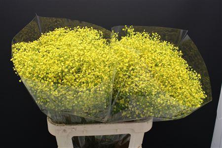 <h4>Gyps Fijn Geel</h4>