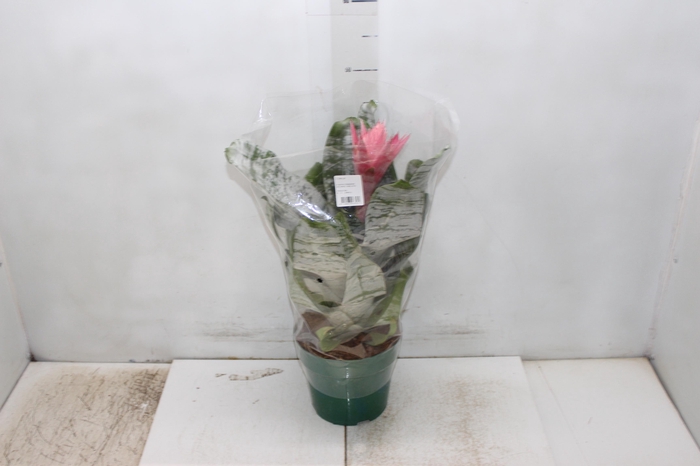 <h4>AECHMEA FASCIATA P17</h4>