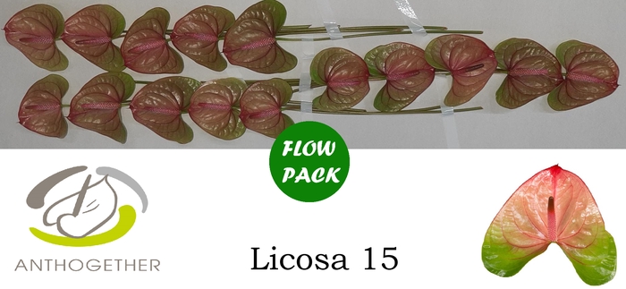 <h4>Anthurium Andreanum Grp Licosa</h4>