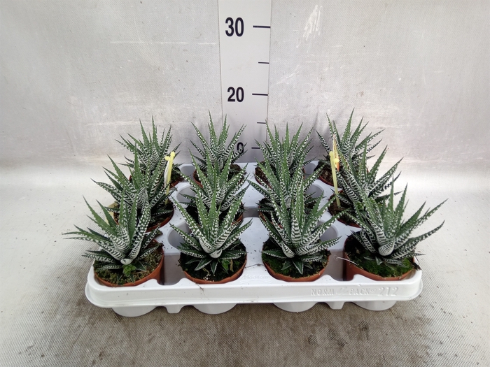 Haworthia fasciala 'Big Band'