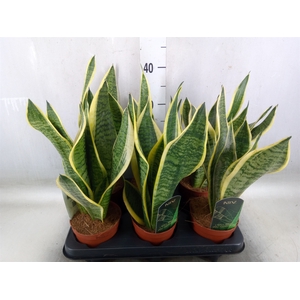 Sansevieria trifa. 'Futura Superba'