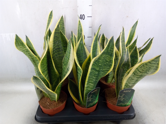 <h4>Sansevieria trifa. 'Futura Superba'</h4>