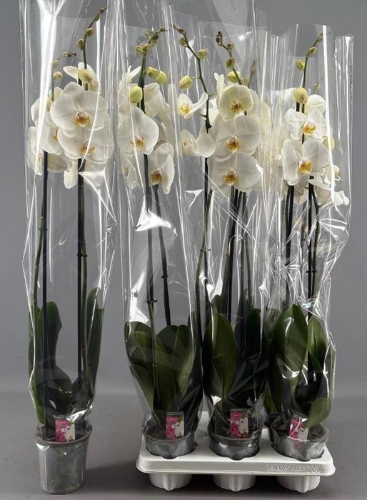 <h4>PHAL OV WIT</h4>