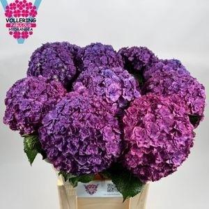 HYDR M ROY ANASTA BL