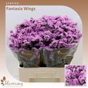Statice Fantasia Wings