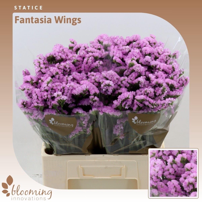 <h4>Statice Fantasia Wings</h4>