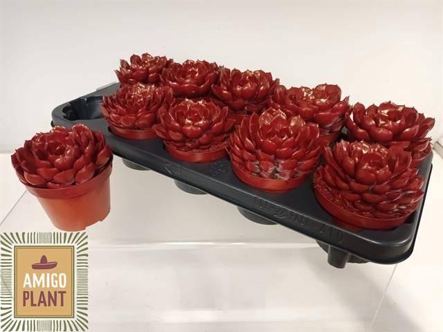 <h4>ECHEV SUMMER</h4>