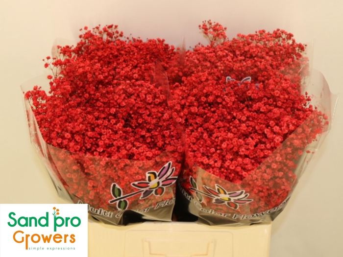 <h4>GYPS KLB H%</h4>