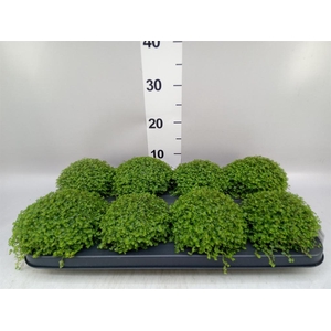 Soleirolia soleirolii   ...green