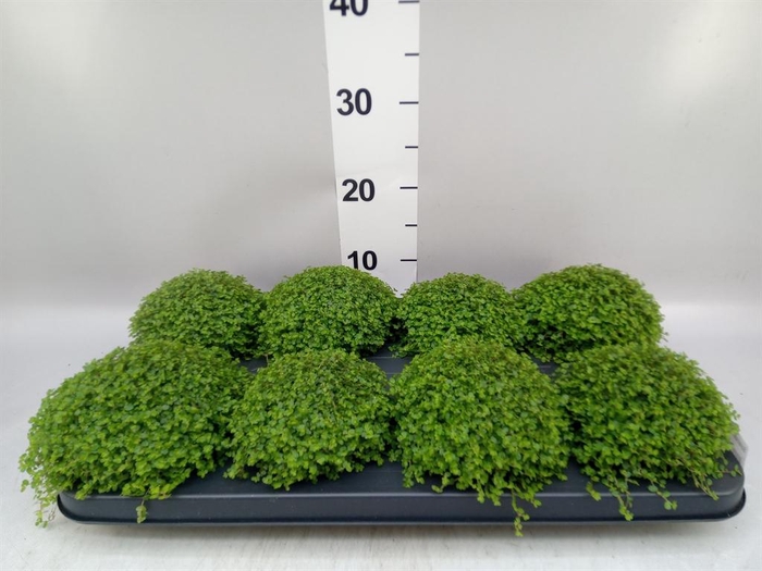 <h4>Soleirolia soleirolii ...green</h4>