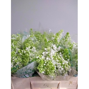 SYR V MME FL STEPMAN