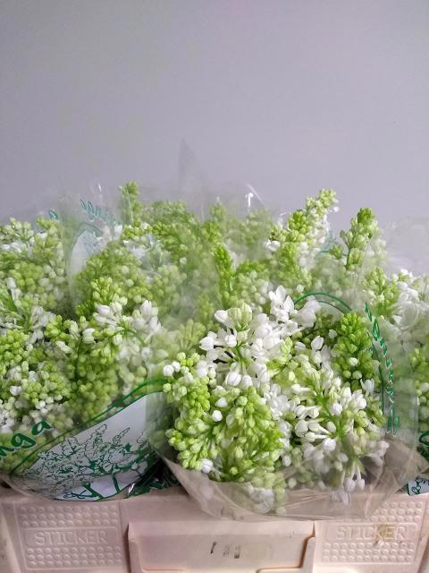 <h4>SYR V MME FL STEPMAN</h4>