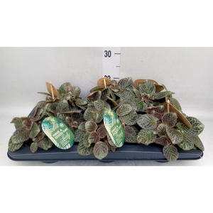 Episcia cupreata 'Tierra Plata'
