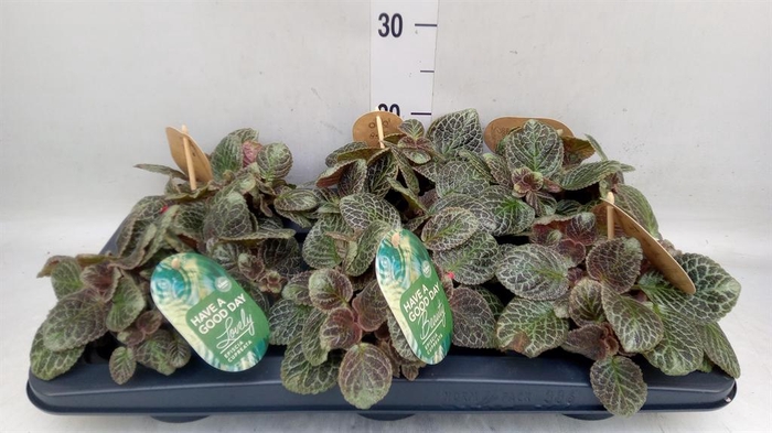<h4>Episcia cupreata 'Tierra Plata'</h4>