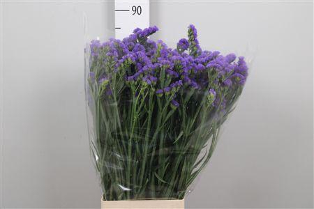 <h4>Lim S Pippa Wings</h4>