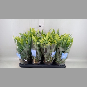 Phlebodium aureum 'Blue Star'