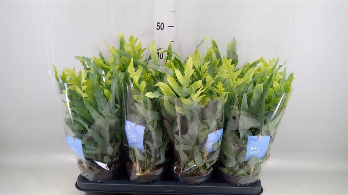 <h4>Phlebodium aureum 'Blue Star'</h4>
