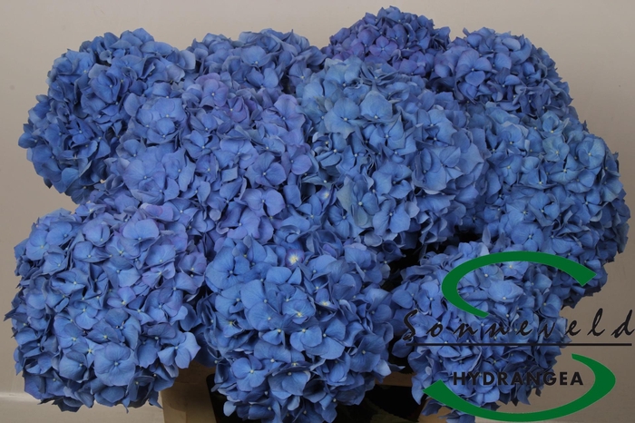 <h4>HYDR M CH PIMPERNEL</h4>