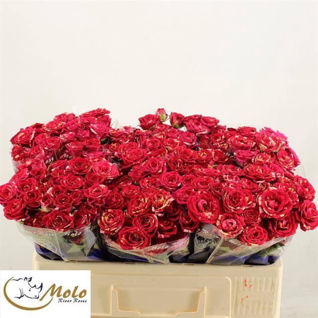<h4>R Tr Overig Flora Ola</h4>