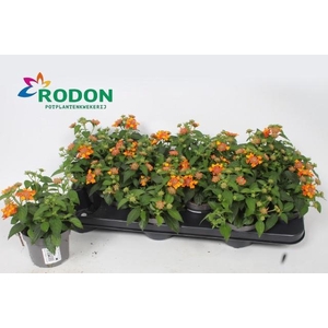 LANT C SIMON ORANGE