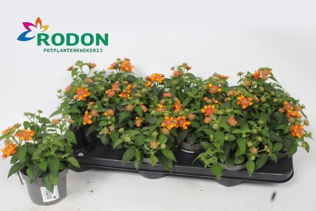<h4>LANT C SIMON ORANGE</h4>