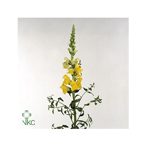 Antirrhinum majus 'Monaco Yellow'