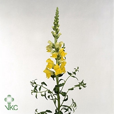 <h4>Antirrhinum majus 'Monaco Yellow'</h4>