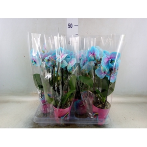 Phalaenopsis   ...