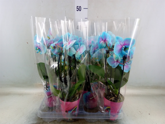 <h4>Phalaenopsis   ...</h4>