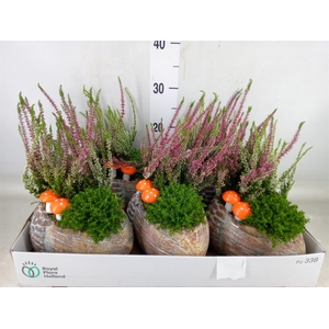 Arr.   Tuinplanten L%