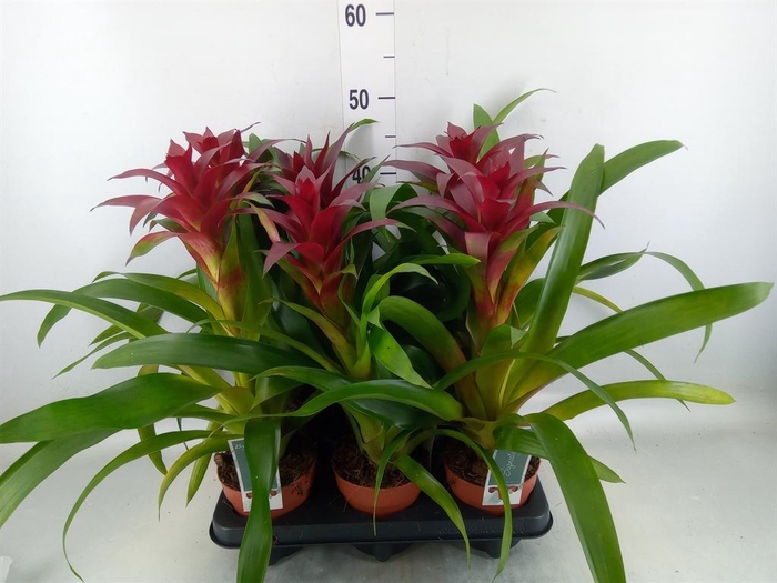 <h4>Guzmania 'Nextara'</h4>