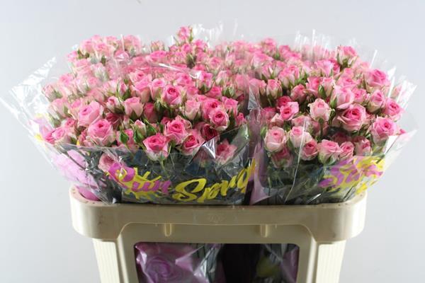 <h4>R Tr Tralala L70</h4>