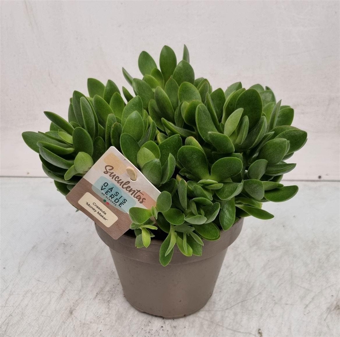 <h4>Crassula Moneymaker - 1154</h4>