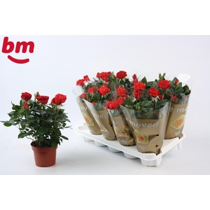 Rosa Red Beau Monde (12 cm)