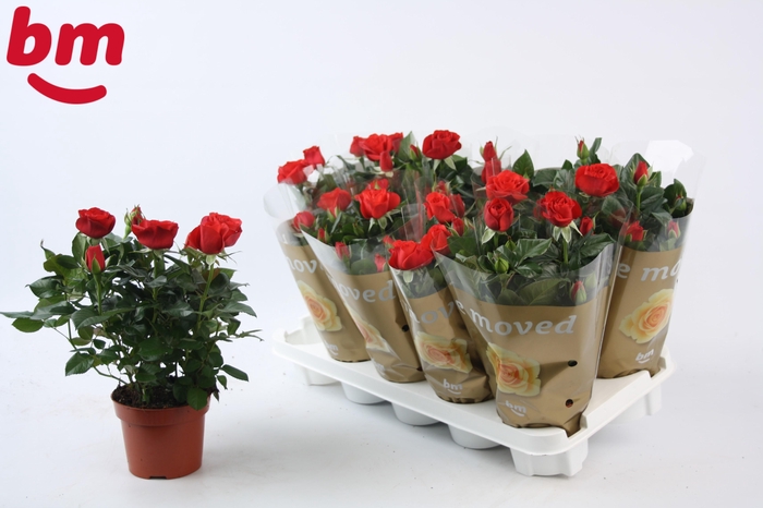 <h4>Rosa Red Beau Monde (12 cm)</h4>