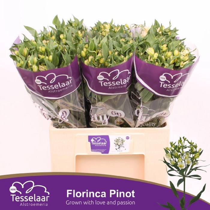 <h4>Alstr florinca Pinot</h4>