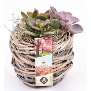 Wilg mand grijs 12cm