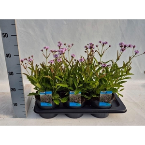Verbena rigida
