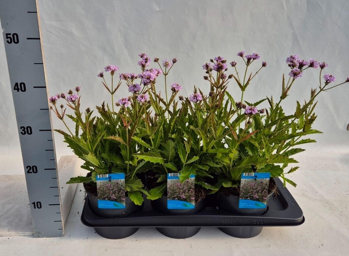 <h4>Verbena rigida</h4>
