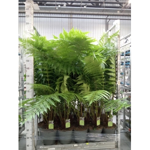 Dicksonia antarctica