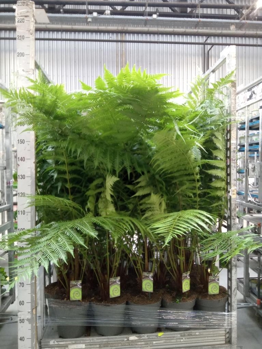 <h4>Dicksonia antarctica</h4>