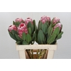 Protea Lady Di