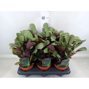 Ctenanthe burle-marxii 'Amagris'