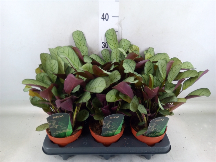 <h4>Ctenanthe burle-marxii 'Amagris'</h4>