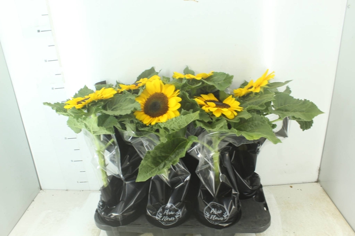 <h4>GIRASSOL MINI SUN BRIGHT P15</h4>