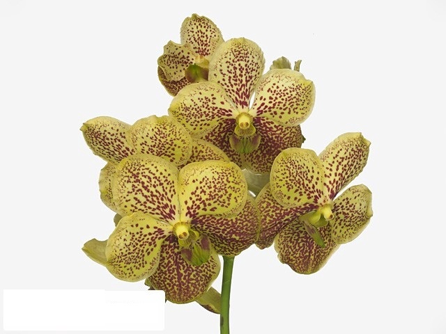 <h4>Vanda Banana Spots</h4>