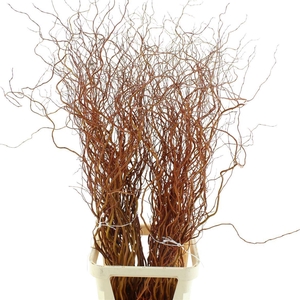 SALIX  'GOLDEN CURLS'