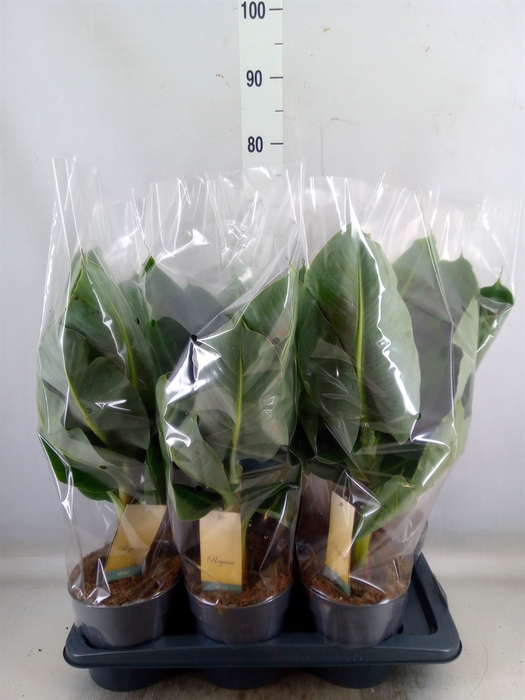 <h4>Musa  'Tropicana'</h4>