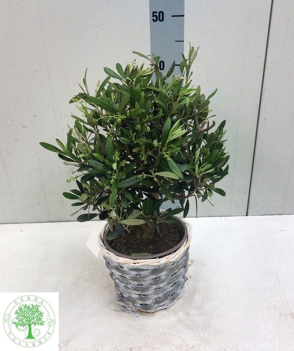 <h4>OLEA EUROPAEA</h4>