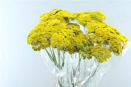 <h4>Achil F Park Variety</h4>